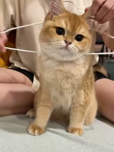 Секрет наследницы
